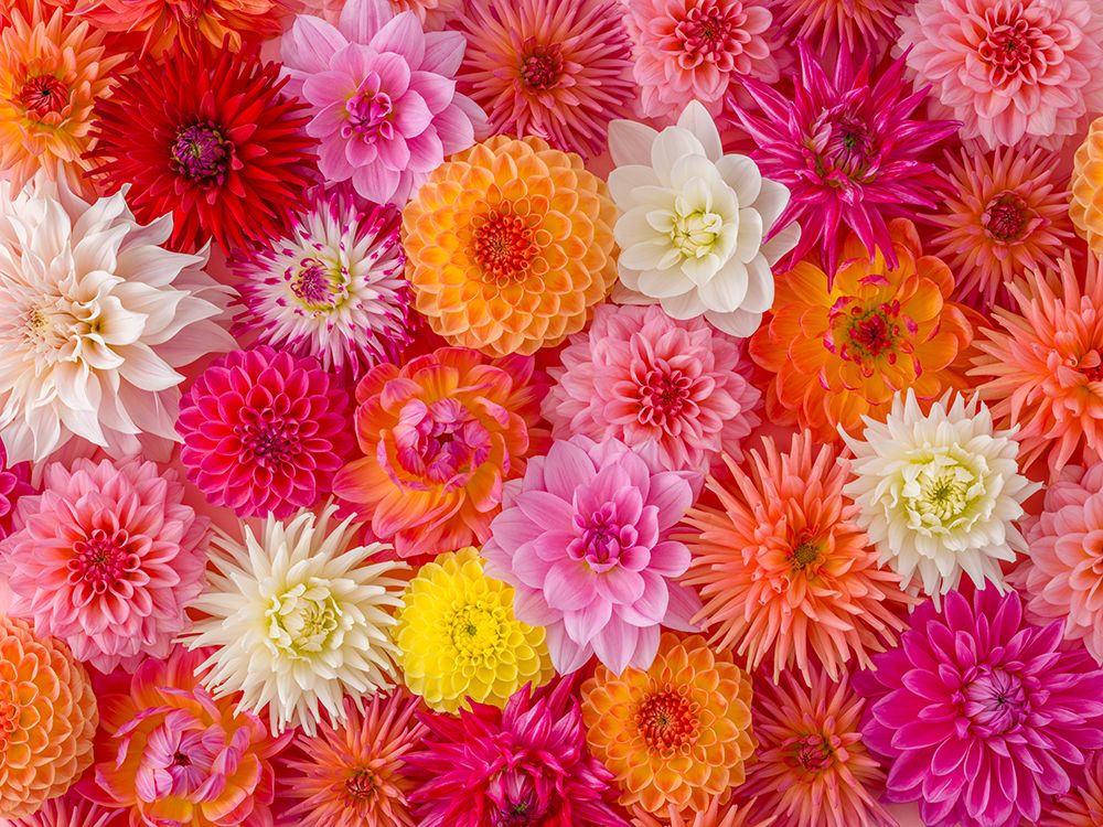 Full frame of Flowers art print by Assaf Frank for $57.95 CAD