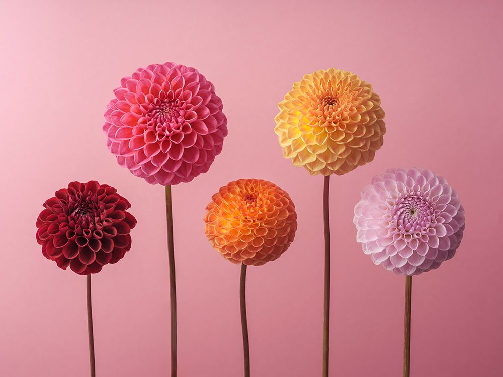 Five Dahlias on Pink Background art print by Assaf Frank for $57.95 CAD
