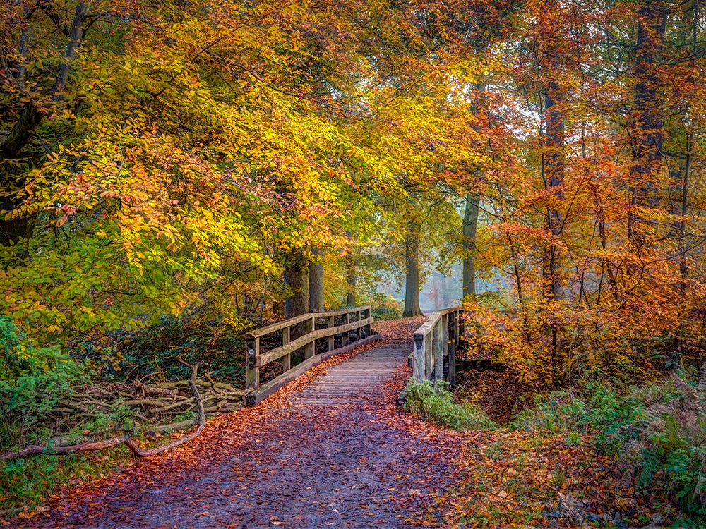 Wooden bridge in autumn forest art print by Assaf Frank for $57.95 CAD