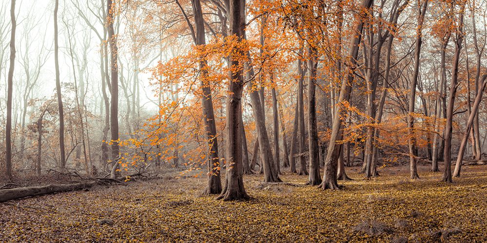 Autumn forest art print by Assaf Frank for $57.95 CAD