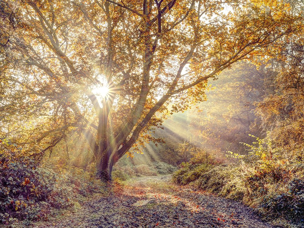 Sunrays through tree in autumn forest art print by Assaf Frank for $57.95 CAD