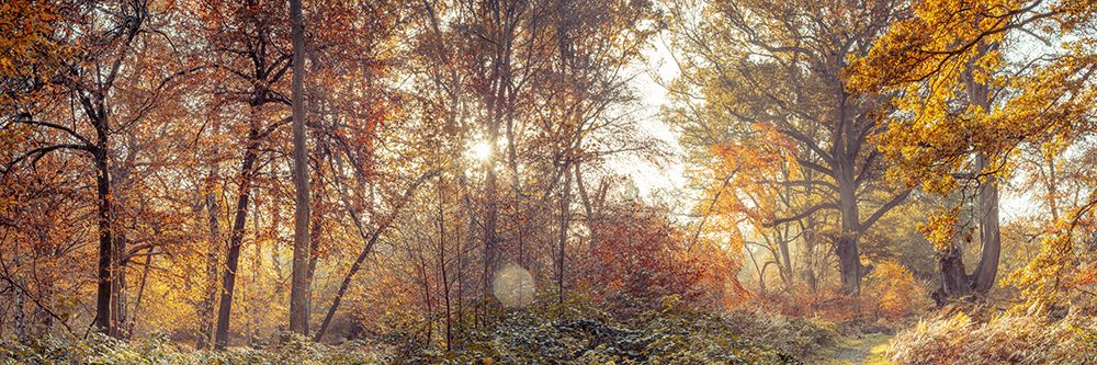 Pathway through Autumn forest art print by Assaf Frank for $57.95 CAD