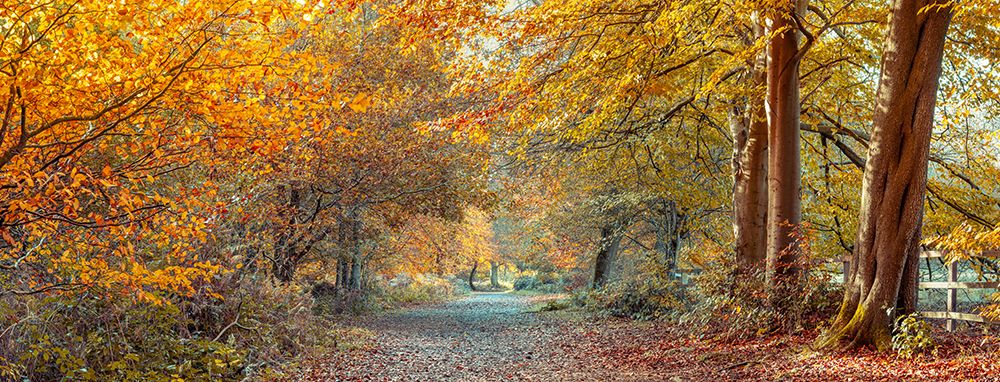 Pathway through the forest art print by Assaf Frank for $57.95 CAD