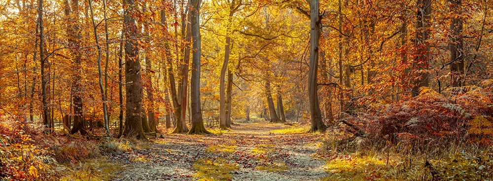 Pathway through Autumn forest art print by Assaf Frank for $57.95 CAD