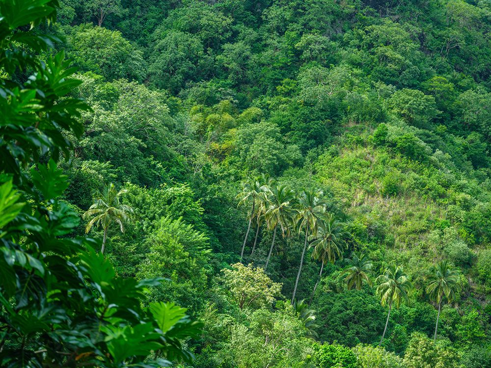 High angle view of evergreen forest, St Lucia art print by Assaf Frank for $57.95 CAD