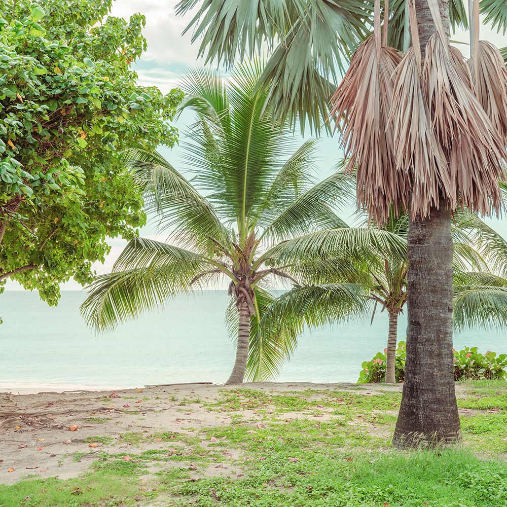 Palm trees on beach in Barbados art print by Assaf Frank for $57.95 CAD
