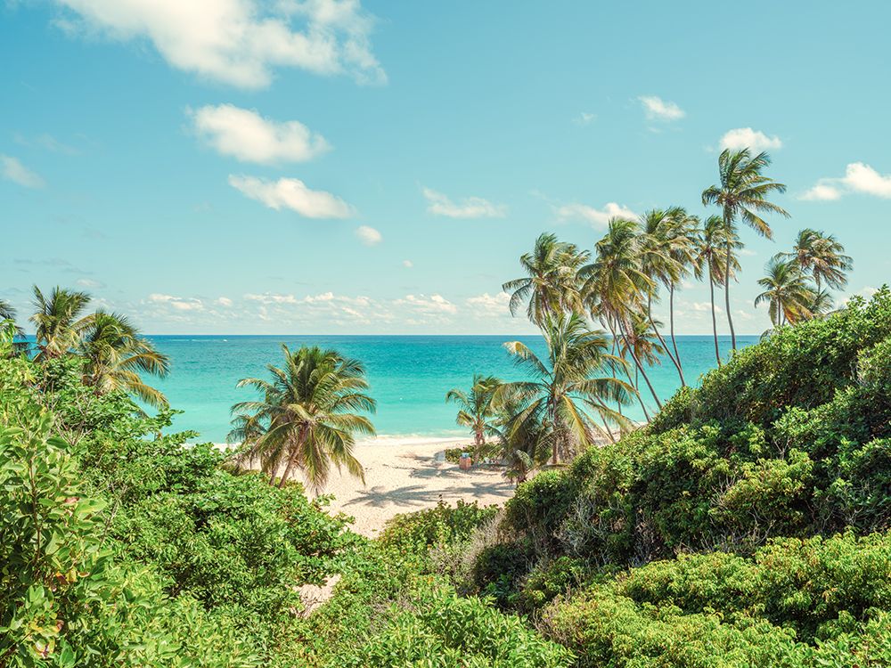 Palm trees on beach in Barbados art print by Assaf Frank for $57.95 CAD