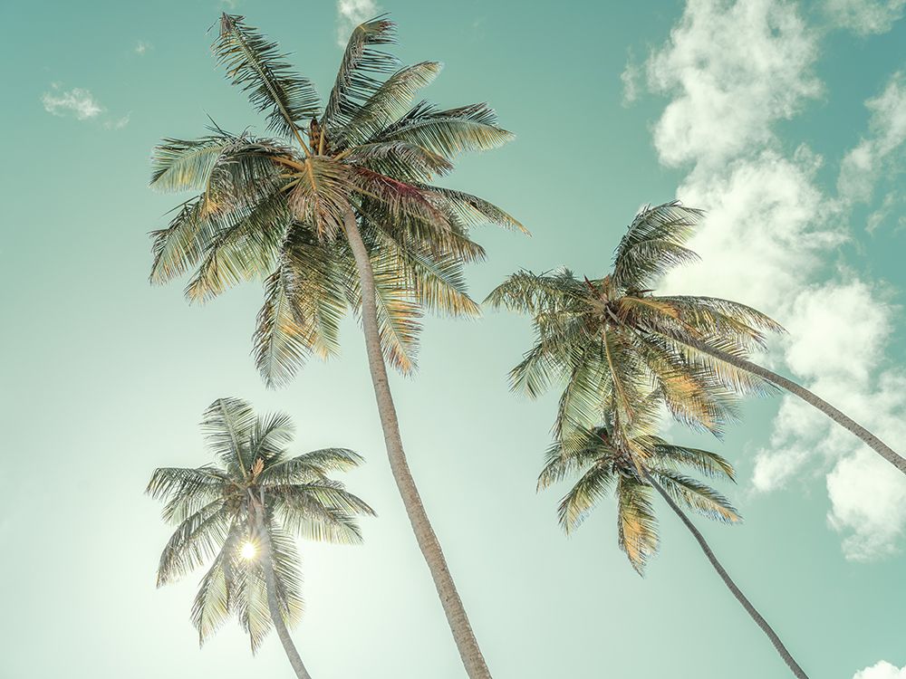 Palm trees against blue sky art print by Assaf Frank for $57.95 CAD