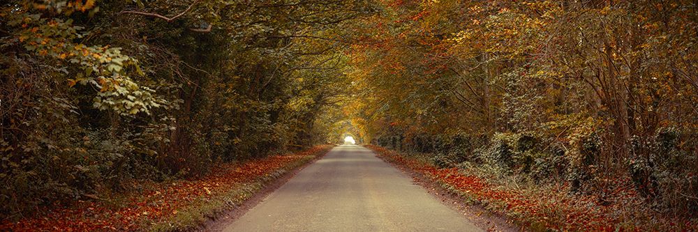 Road through autumn forest art print by Assaf Frank for $57.95 CAD