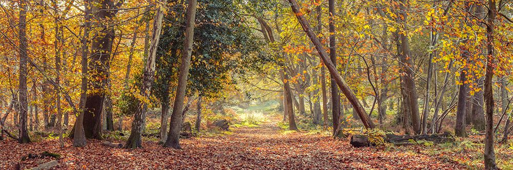 Pathway through autumn forest art print by Assaf Frank for $57.95 CAD