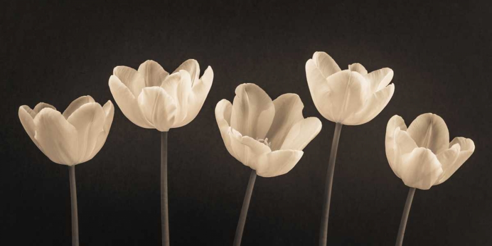 Five Tulips in a row art print by Assaf Frank for $57.95 CAD