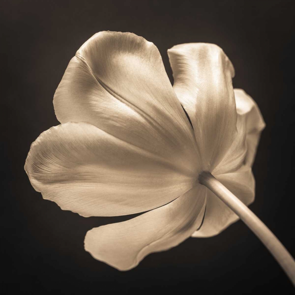 Tulip flower, close-up art print by Assaf Frank for $57.95 CAD
