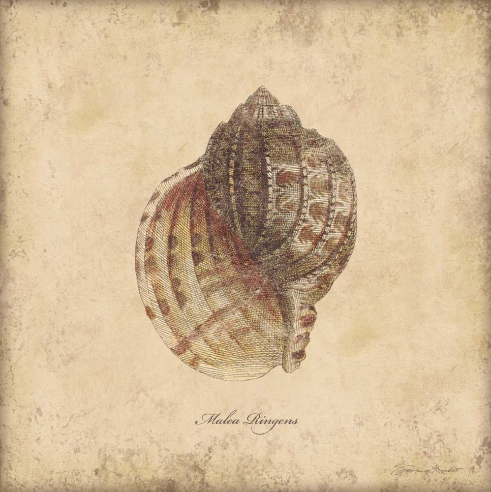 Shells IV art print by Stephanie Marrott for $57.95 CAD