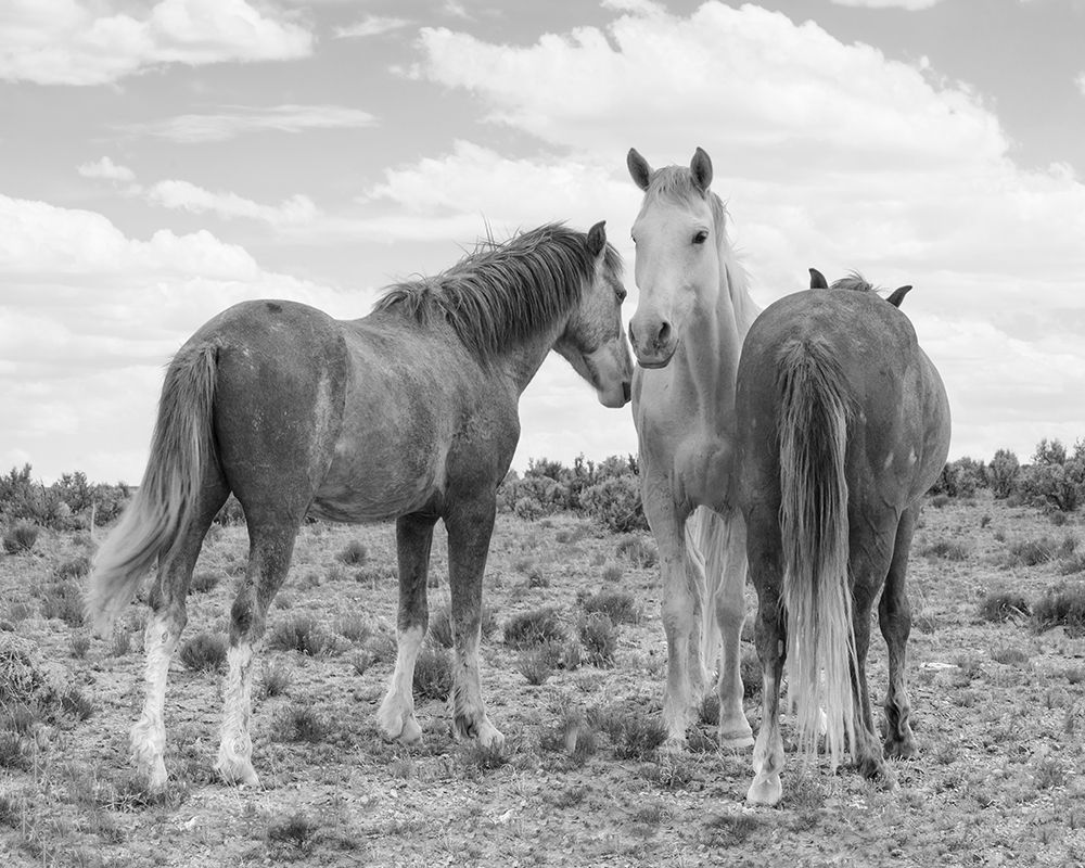 3 Horses art print by Jerry Cowart for $57.95 CAD