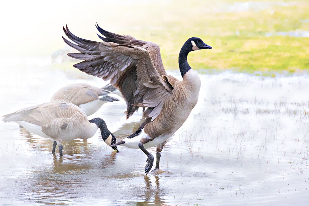 Geese Rain art print by Jerry Cowart for $57.95 CAD