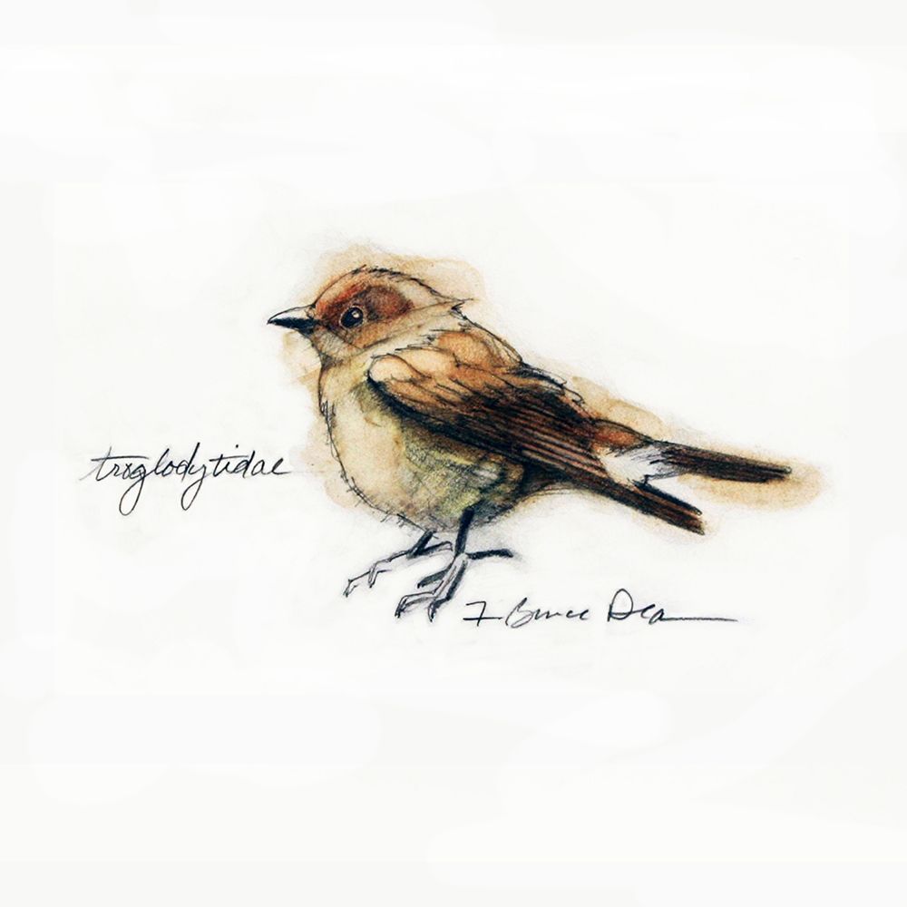 Finch art print by Bruce Dean for $57.95 CAD