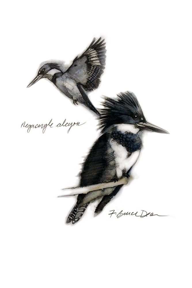 Chickadee art print by Bruce Dean for $57.95 CAD
