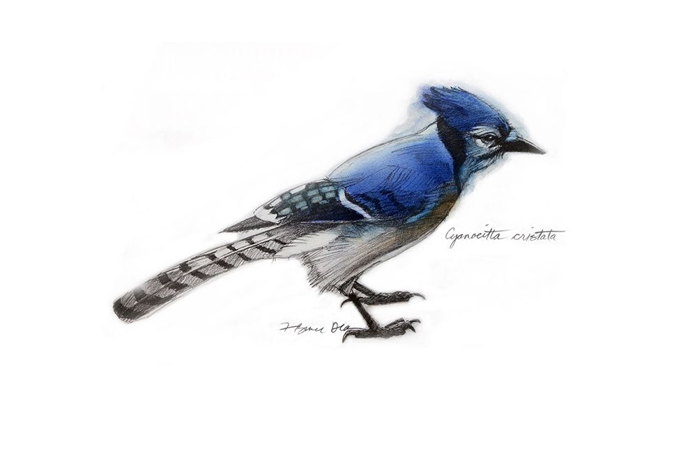 Blue Jay art print by Bruce Dean for $57.95 CAD