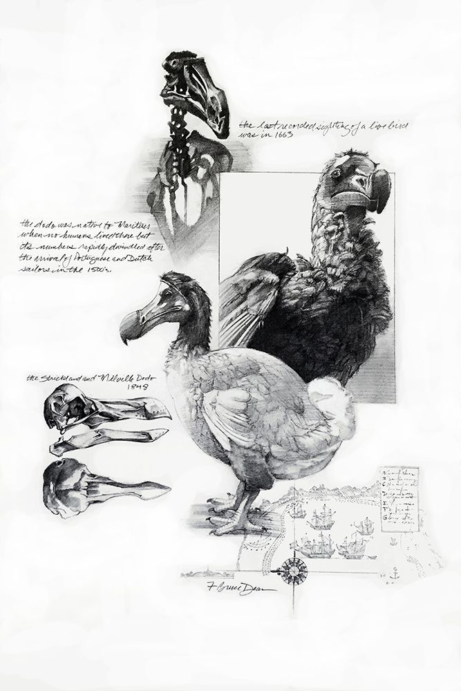 Dodo art print by Bruce Dean for $57.95 CAD