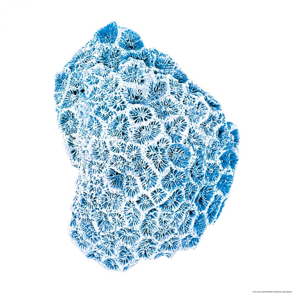 Blue Coral art print by JJ Brando for $57.95 CAD