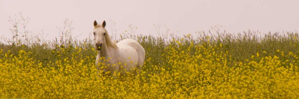 Flowery Horse Field art print by Sally Linden for $57.95 CAD