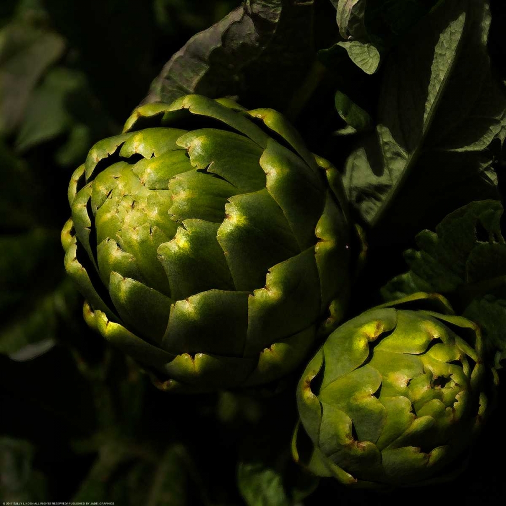 Green Artichokes art print by Sally Linden for $57.95 CAD