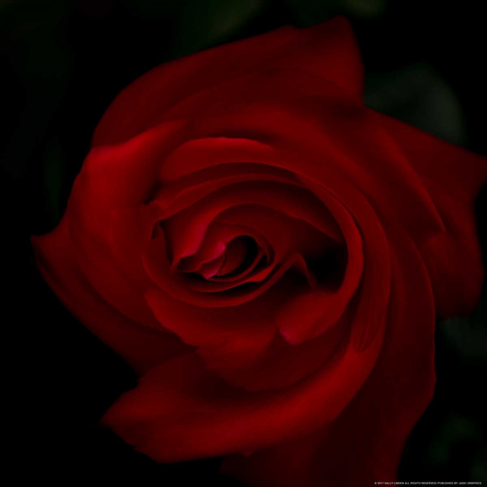 Red Rose art print by Sally Linden for $57.95 CAD