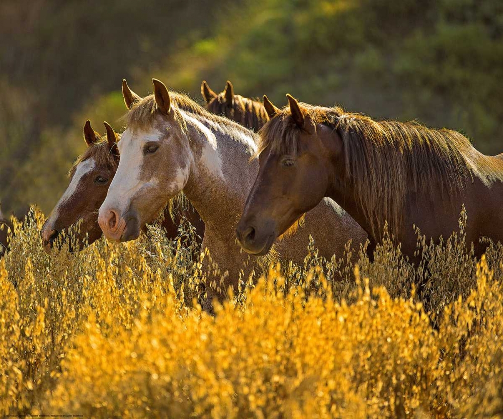 Horses In Gold art print by Sally Linden for $57.95 CAD