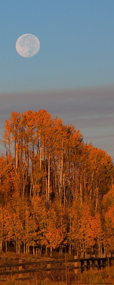 Fall Trees Moon 1 art print by Sally Linden for $57.95 CAD