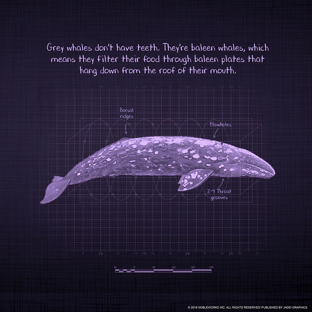 Whaleprint 2 art print by Inc. Nobleworks for $57.95 CAD
