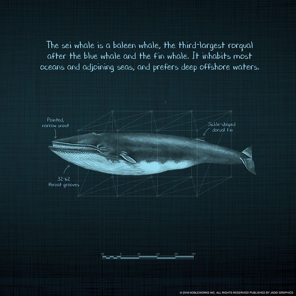 Whaleprint 3 art print by Inc. Nobleworks for $57.95 CAD