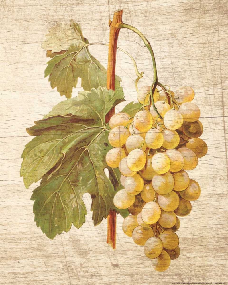 Grapevine 1 art print by Inc. Nobleworks for $57.95 CAD