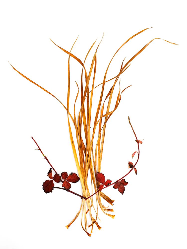 Straw And Rasberry art print by Barry Rosenthal for $57.95 CAD