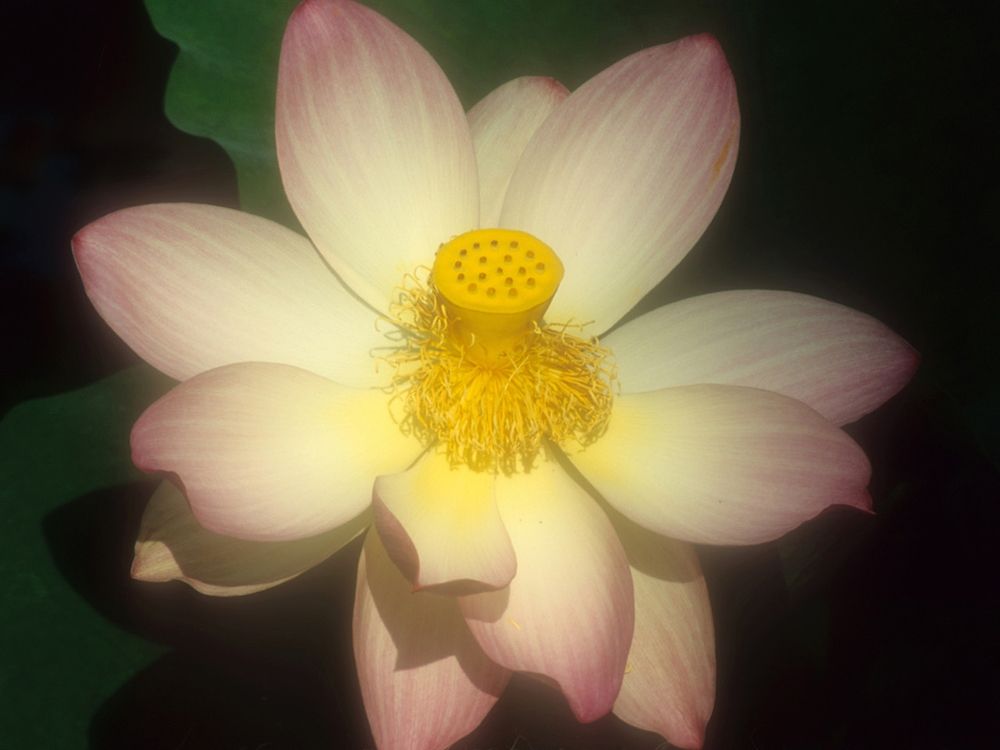 Lotus Flower art print by Susan Vizvary for $57.95 CAD