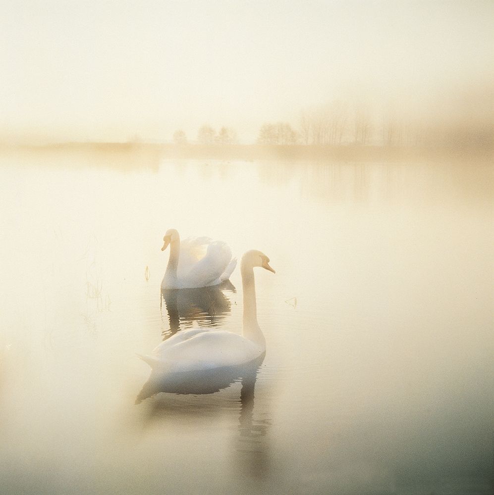 TWO SWANS art print by Gerd Weissing for $57.95 CAD