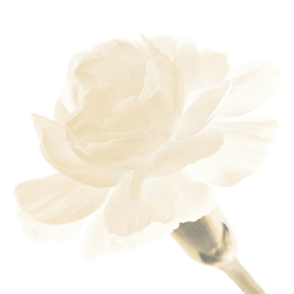 CARNATION I art print by George Fossey for $57.95 CAD
