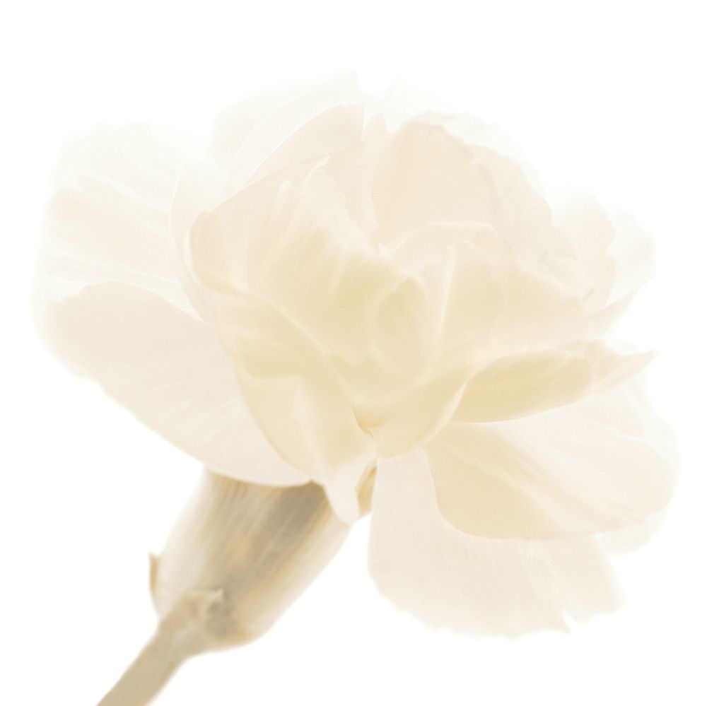 CARNATION II art print by George Fossey for $57.95 CAD