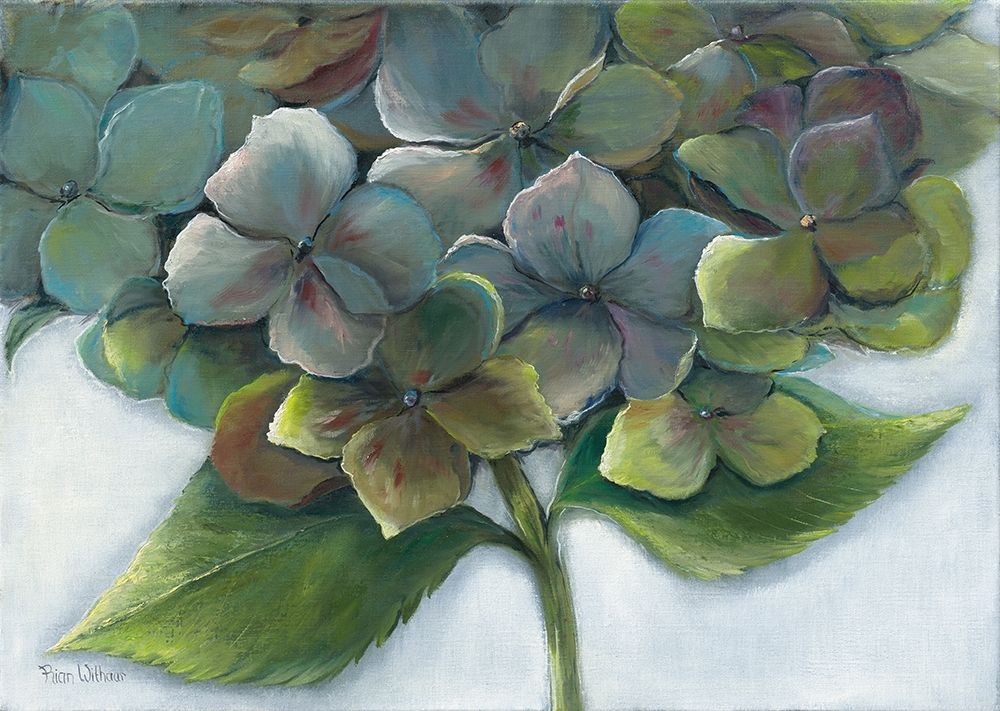 HYDRANGEA II art print by Rian Withaar for $57.95 CAD