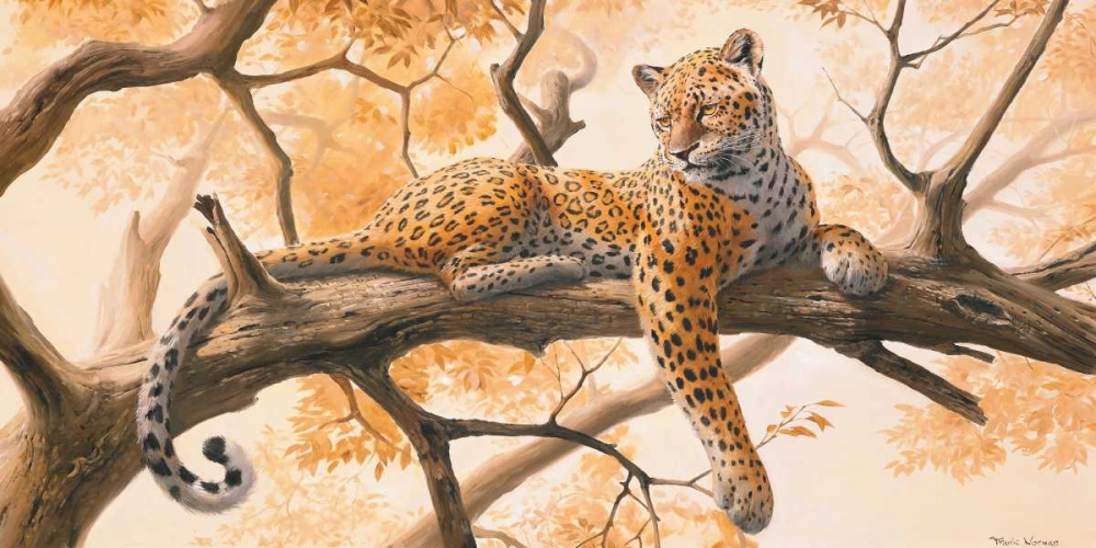 Laying tiger art print by Frank Norman for $57.95 CAD