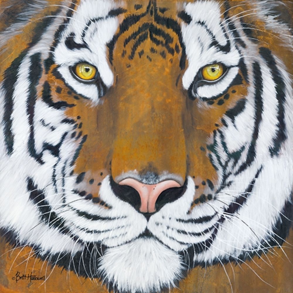 Tiger Gaze      art print by Britt Hallowell for $57.95 CAD