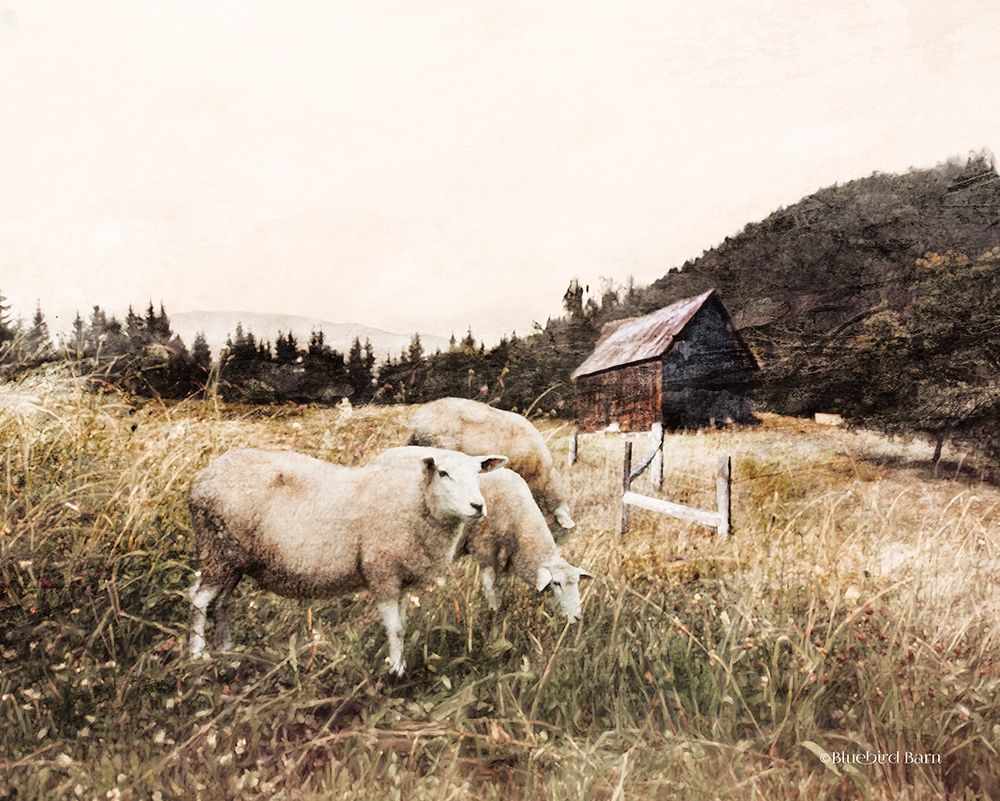 Sheep in the Meadow    art print by Bluebird Barn for $57.95 CAD