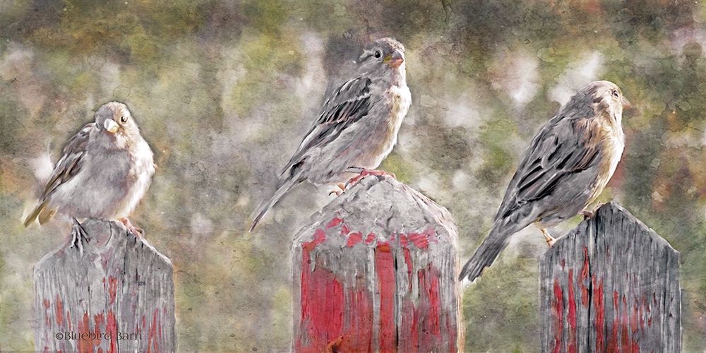 Birds on a Fence art print by Bluebird Barn for $57.95 CAD