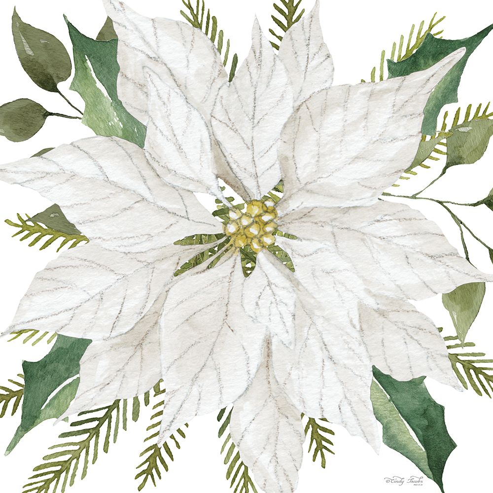 White Poinsettia art print by Cindy Jacobs for $57.95 CAD