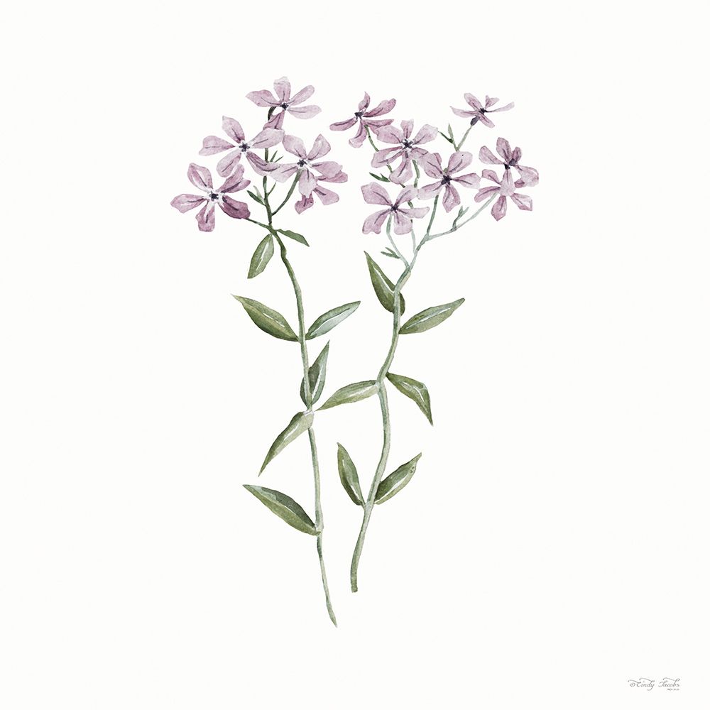 Phlox Botanical art print by Cindy Jacobs for $57.95 CAD