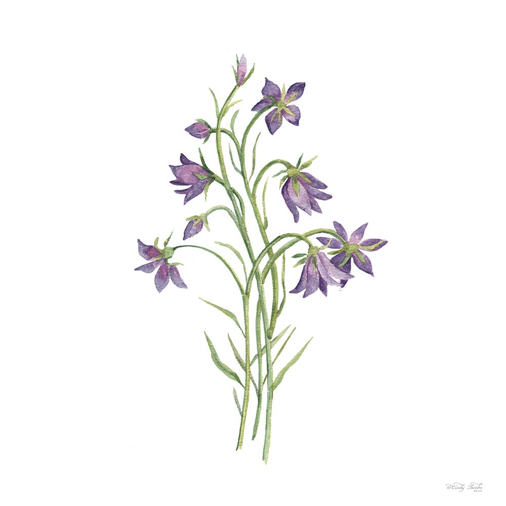Bluebells Botanical art print by Cindy Jacobs for $57.95 CAD