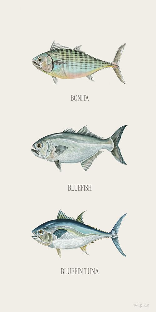 Fish Chart II art print by Cindy Jacobs for $57.95 CAD