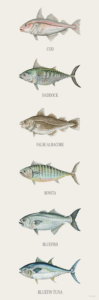 Fish Chart III art print by Cindy Jacobs for $57.95 CAD