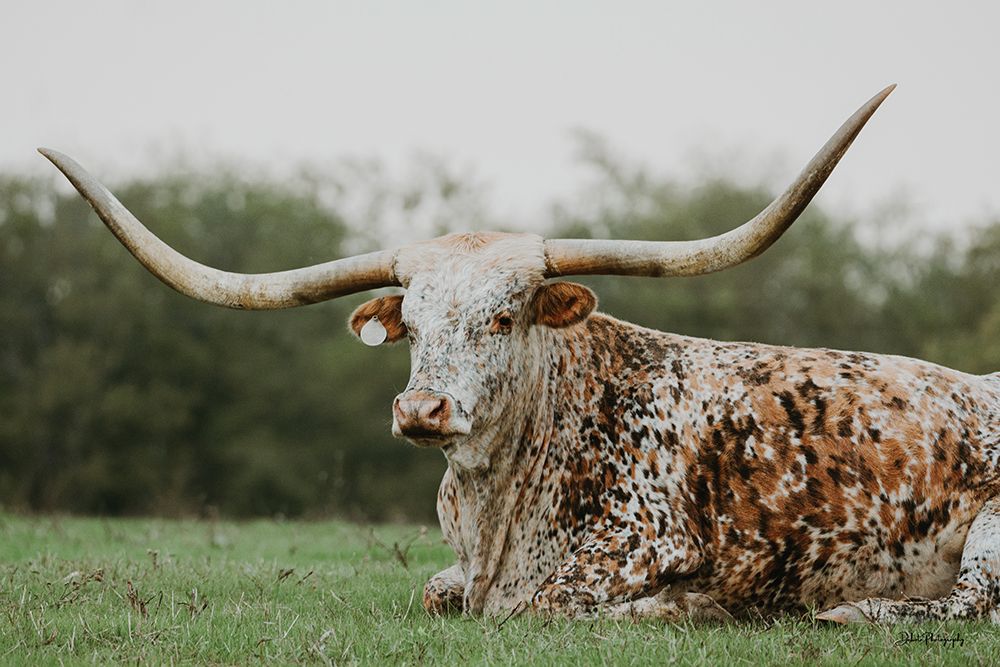 Spotted in Amarillo art print by Dakota Diener for $57.95 CAD