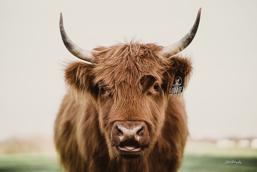 Ginger art print by Dakota Diener for $57.95 CAD