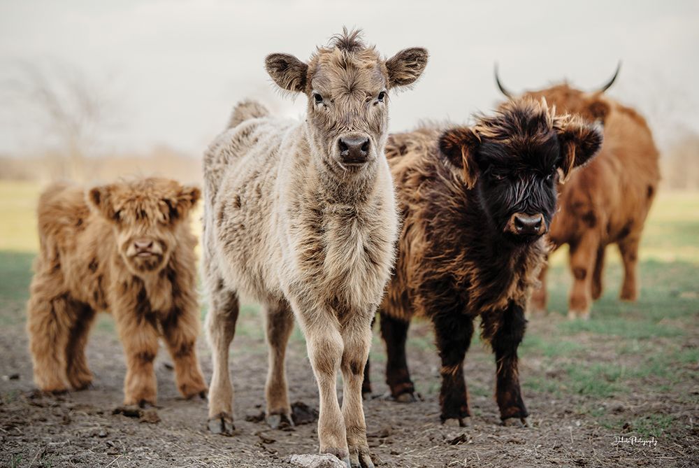 Curious Cows art print by Dakota Diener for $57.95 CAD